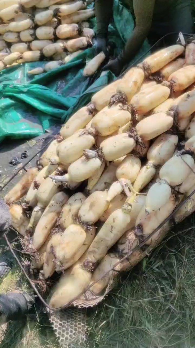 精品莲菜