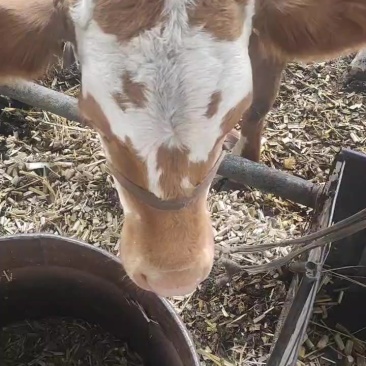 牛犊，母牛