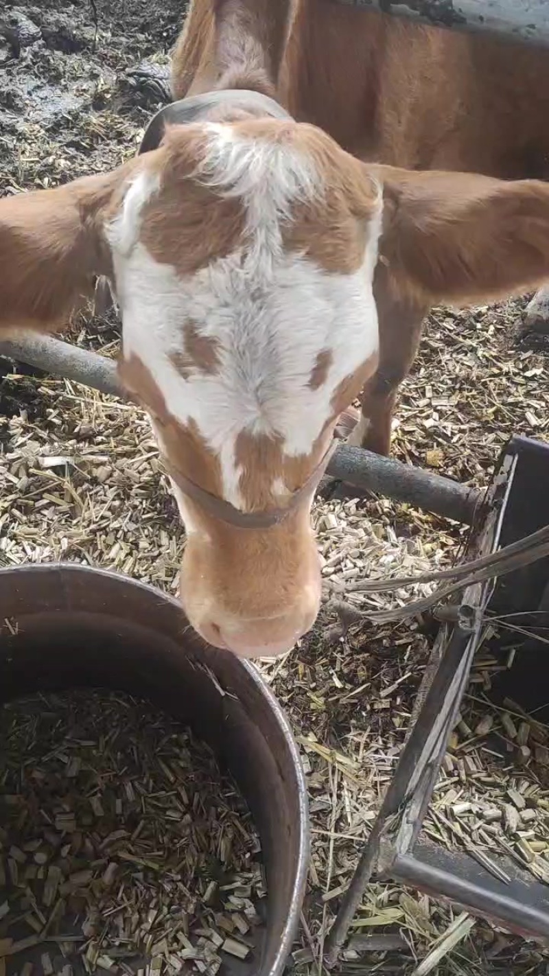 牛犊，母牛