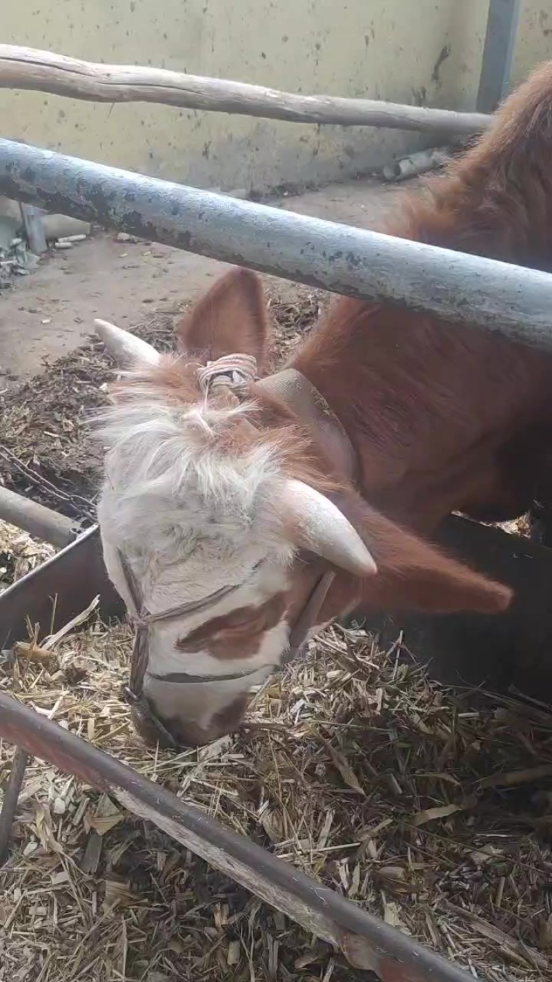 牛犊，母牛