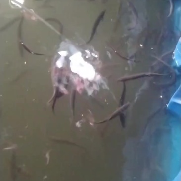 泥鳅