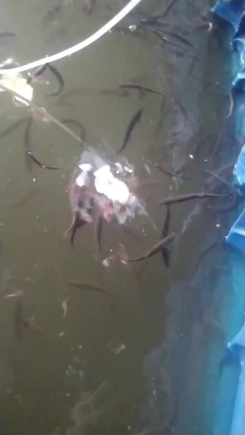 泥鳅