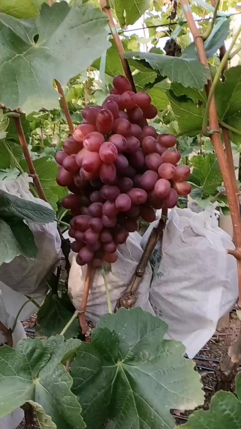 宾川克伦森