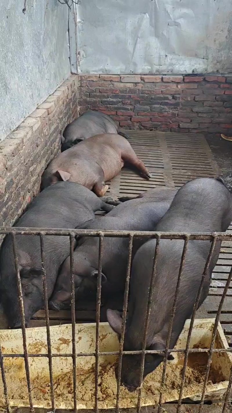 自家圈养黑猪，