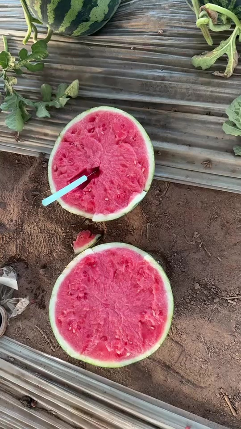 精品无籽美都西瓜