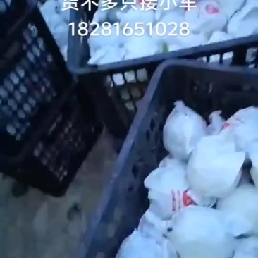 电商货个个精品只有几千斤