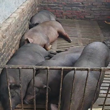 自家圈养黑猪，