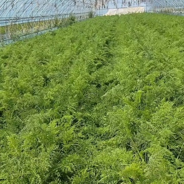 内蒙赤峰胡萝卜