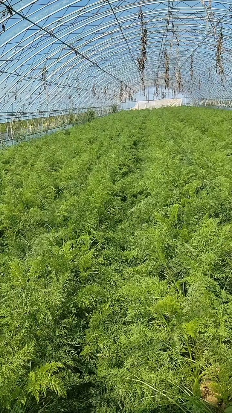 内蒙赤峰胡萝卜
