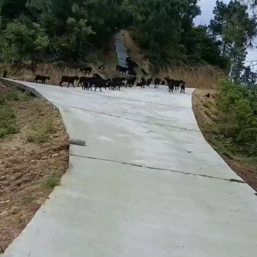 衡山黑山羊