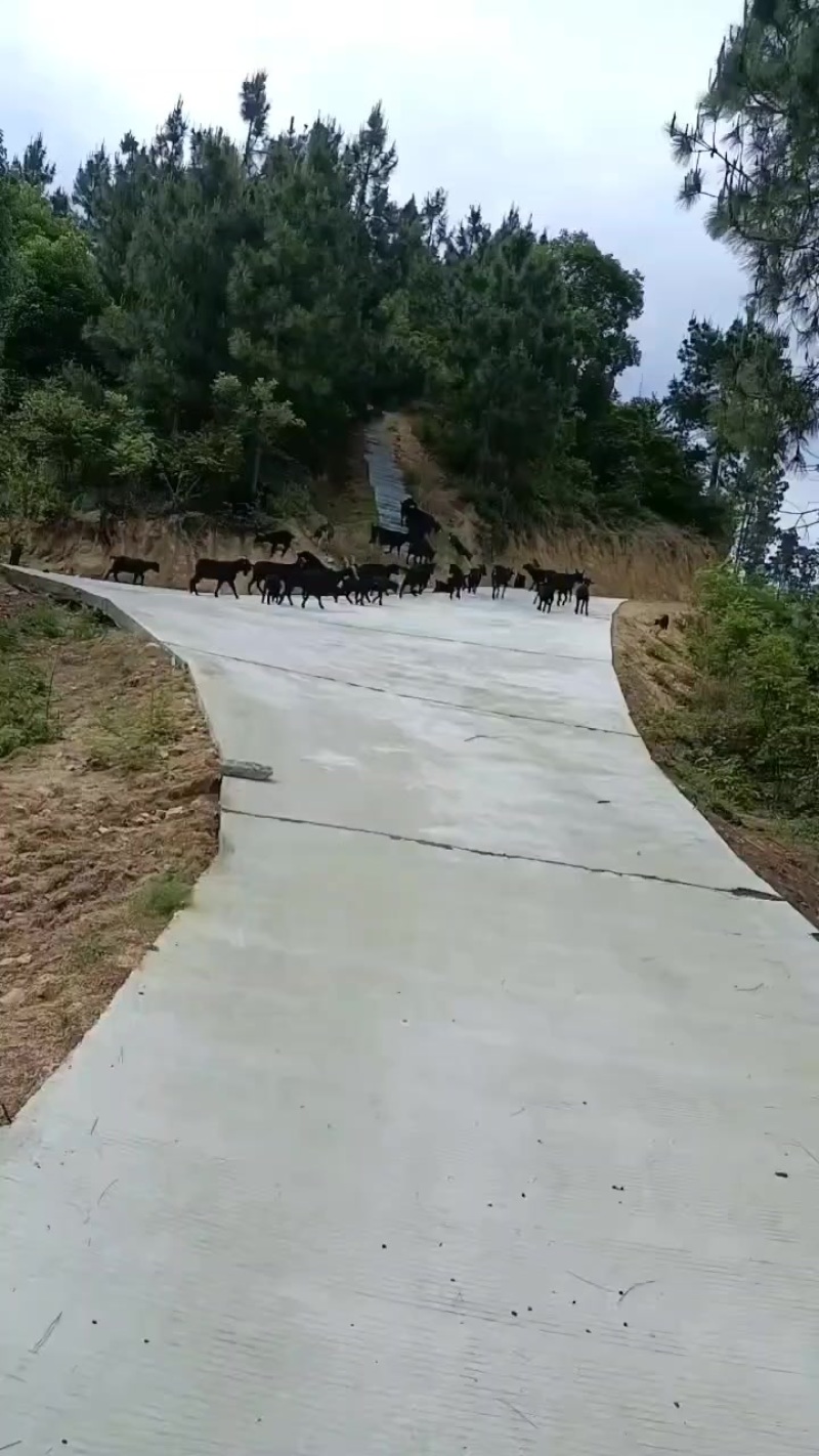 衡山黑山羊