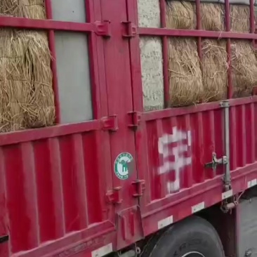 大量内蒙沙地西瓜