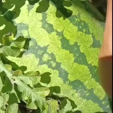 大量内蒙沙地西瓜