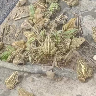 稻田青蛙，鲜活成蛙！**新鲜健康。