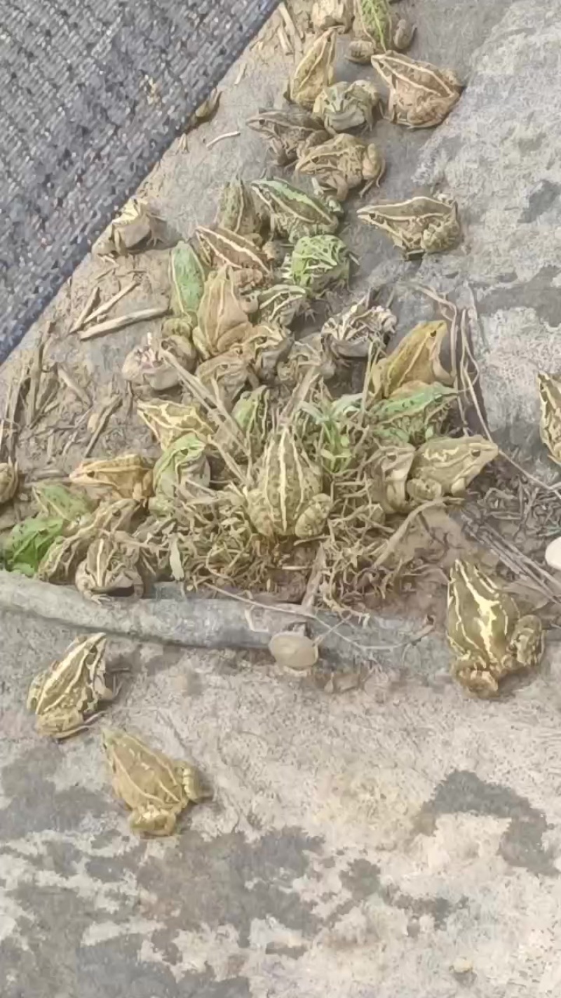 稻田青蛙，鲜活成蛙！**新鲜健康。