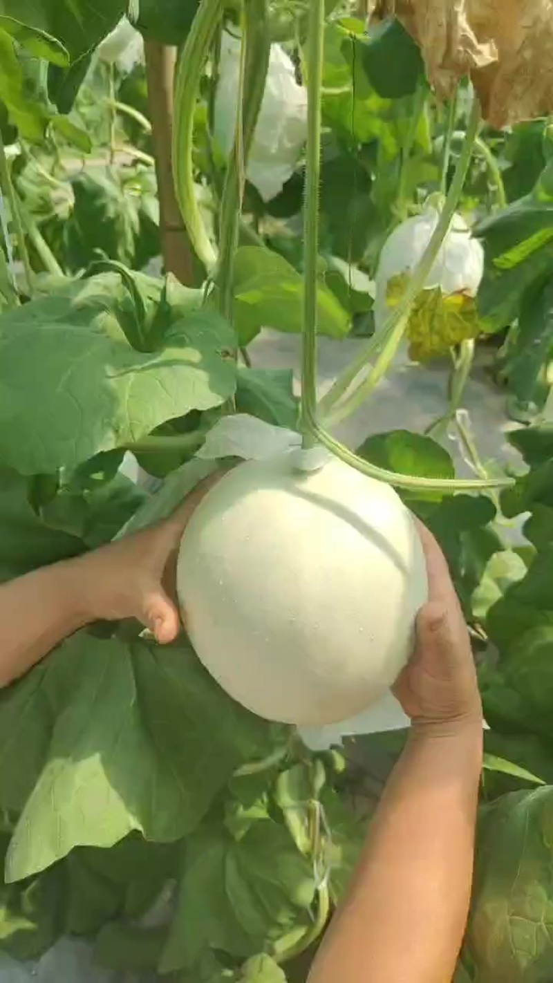 玉菇