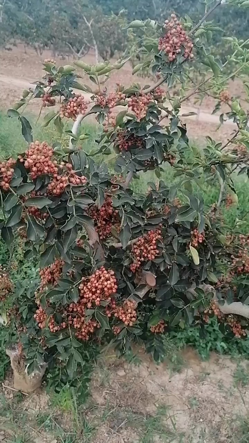 富平大红袍