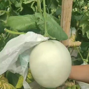 玉菇