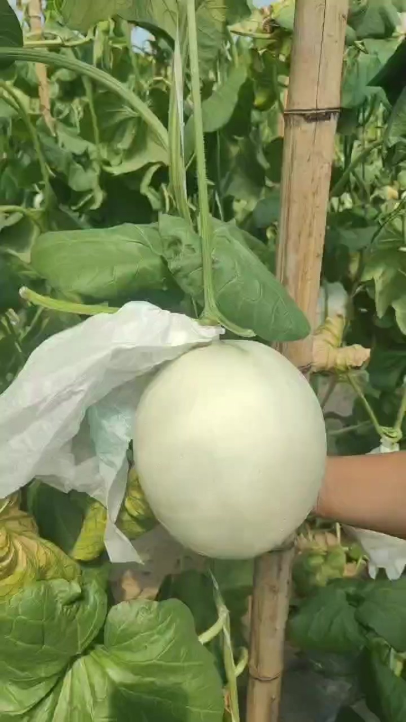 玉菇