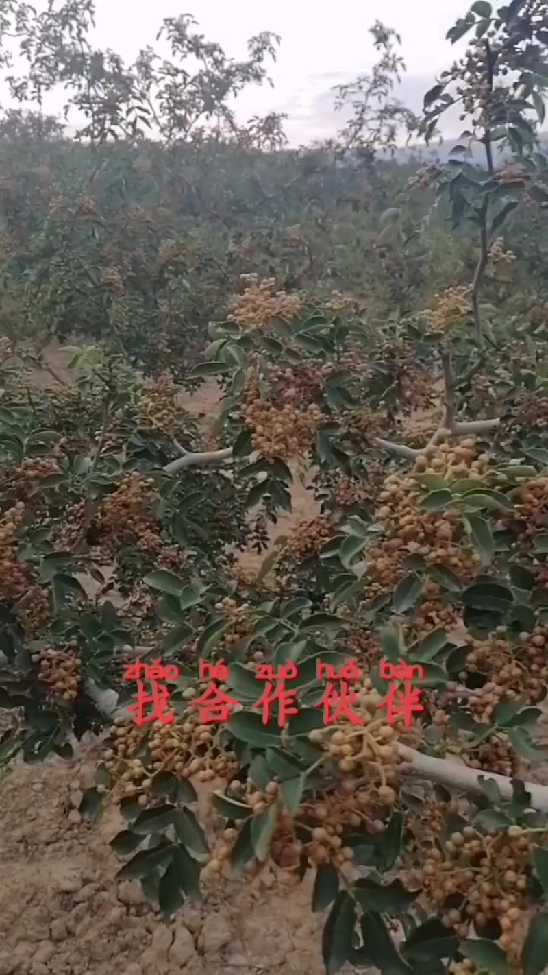 富平大红袍