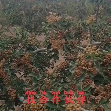 富平大红袍