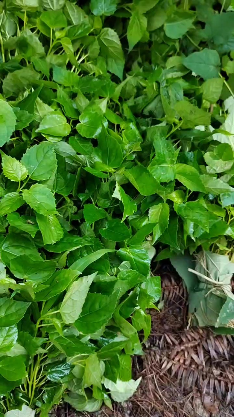 山桐子芽苗