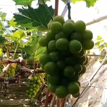 温棚阳光玫瑰