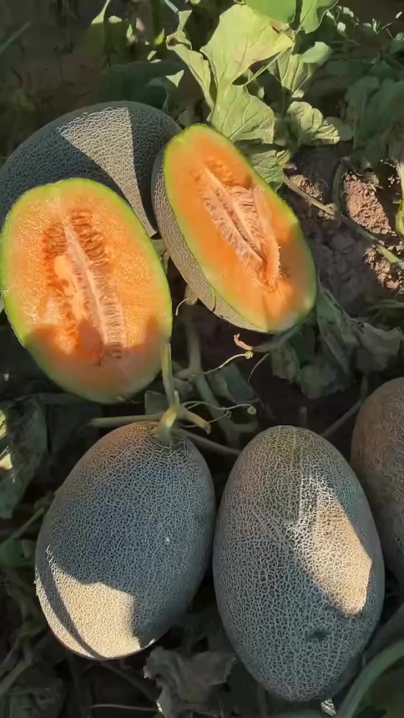 西周蜜