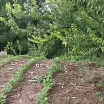 脆红李