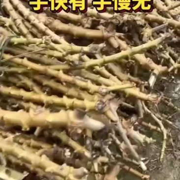 木署苗种，产量很高，容易种，有黄肉，有白肉。