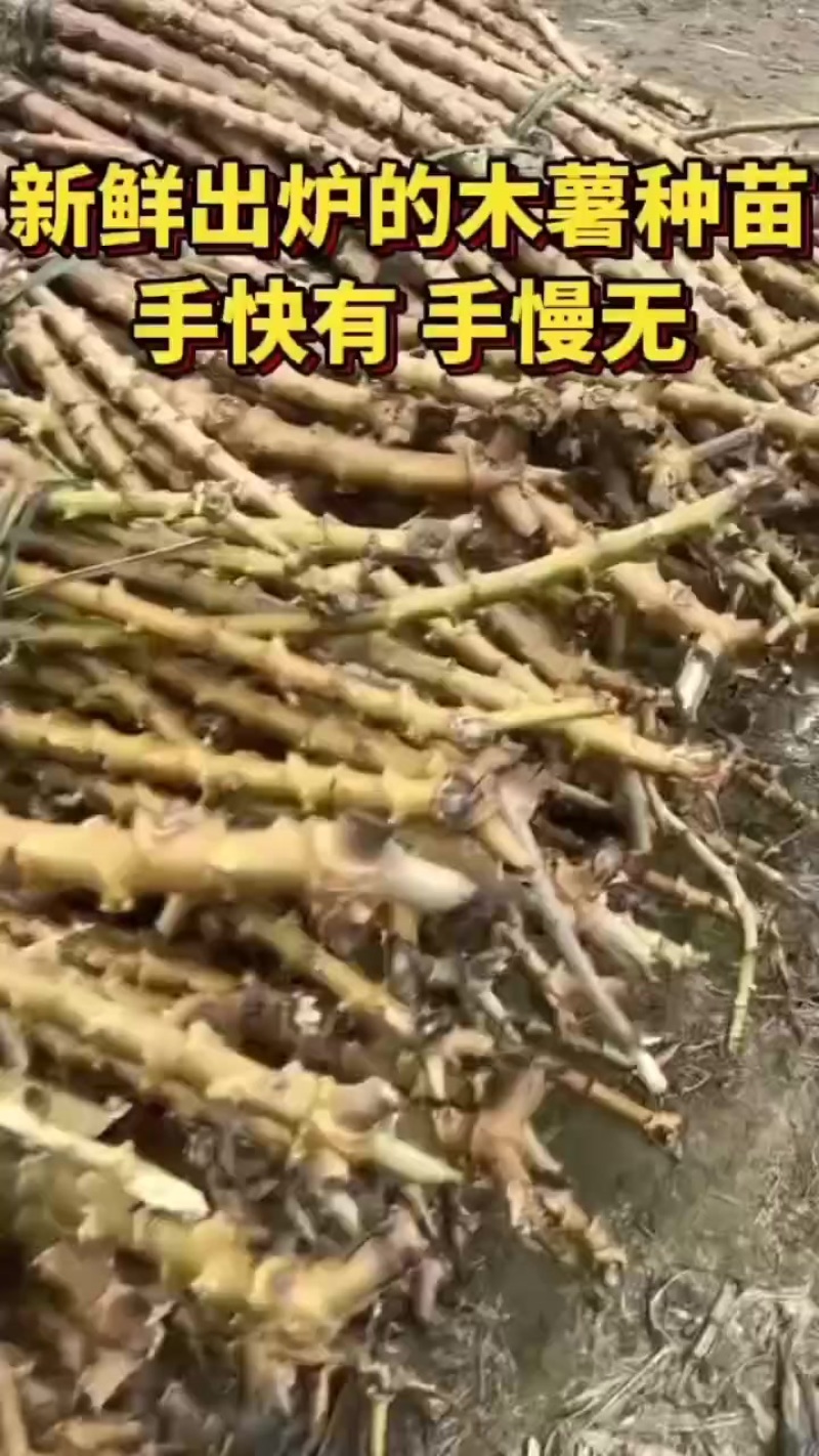 木署苗种，产量很高，容易种，有黄肉，有白肉。