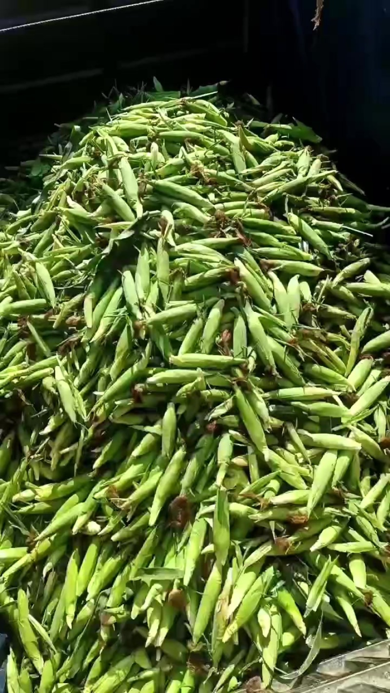 价格实惠，欢迎砸单