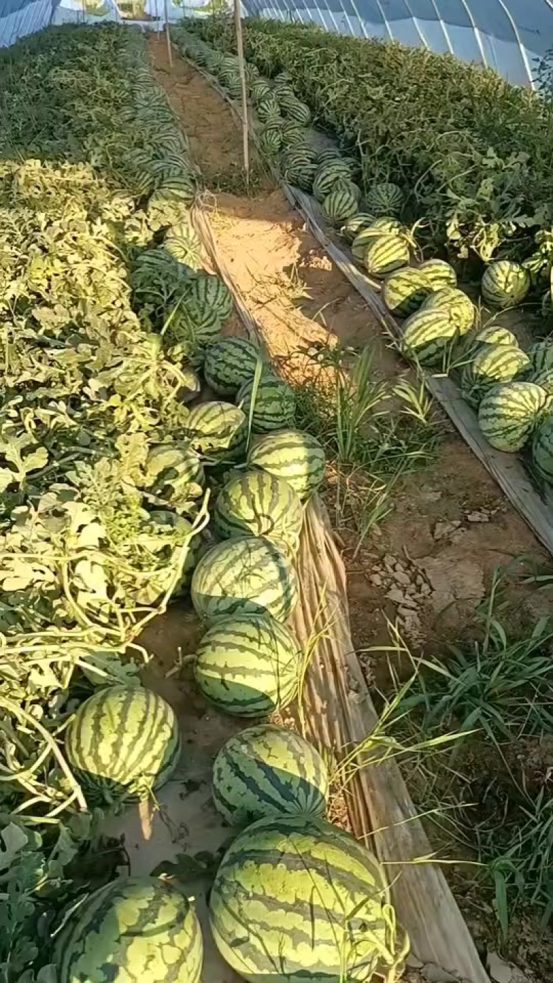 张家口蔚县台农无子麒麟