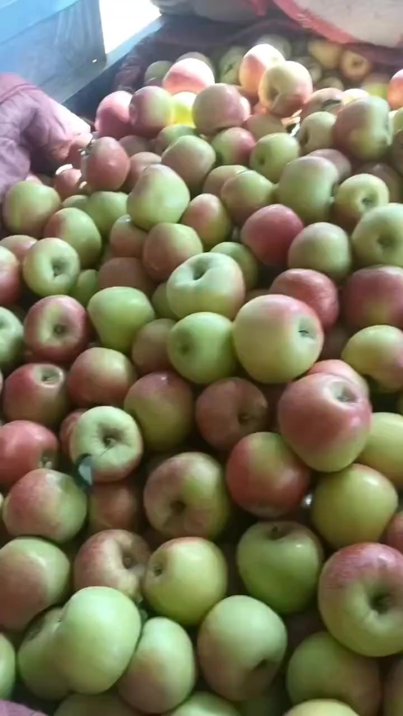 美八苹果