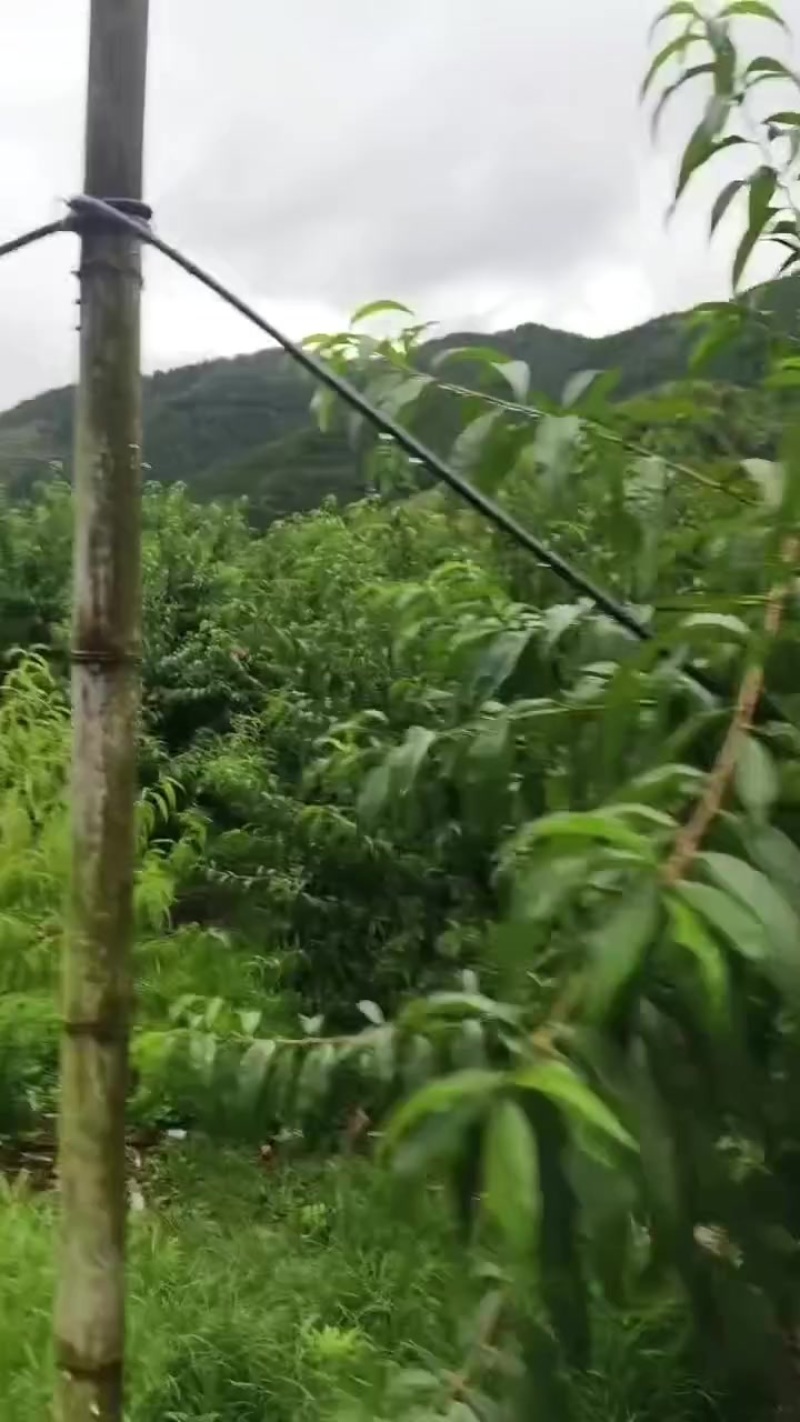 燕红
