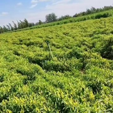 泡椒小米椒