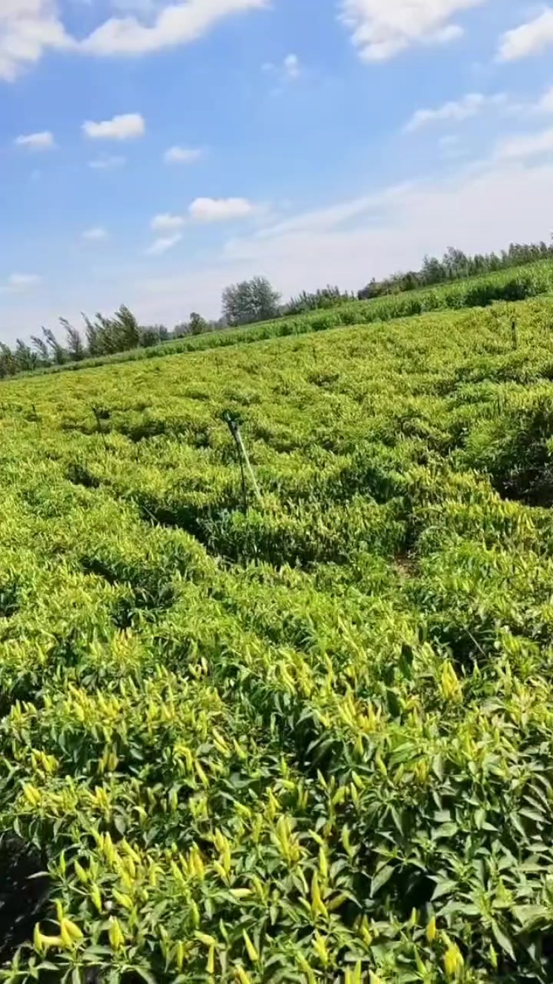 泡椒小米椒