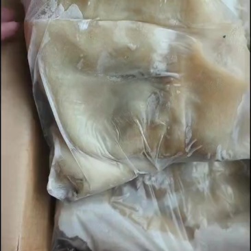 羊肚实拍