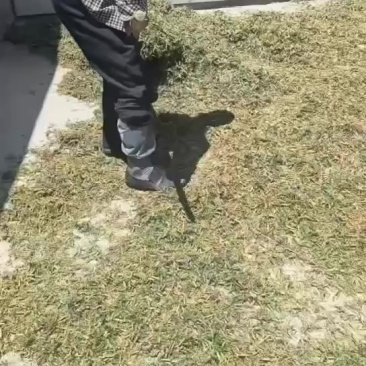 柠条籽