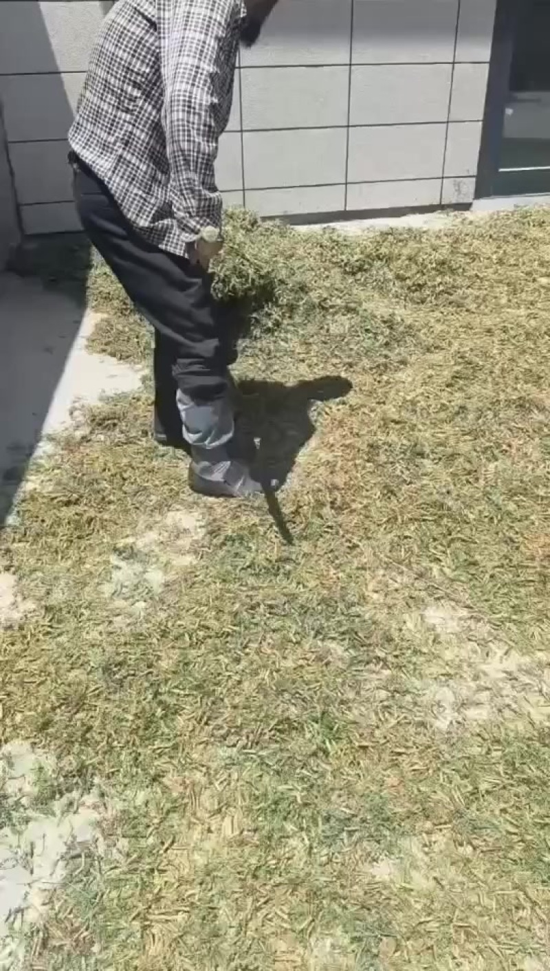 柠条籽