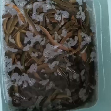 出售纯黄鳝，大小都有，自己逮的