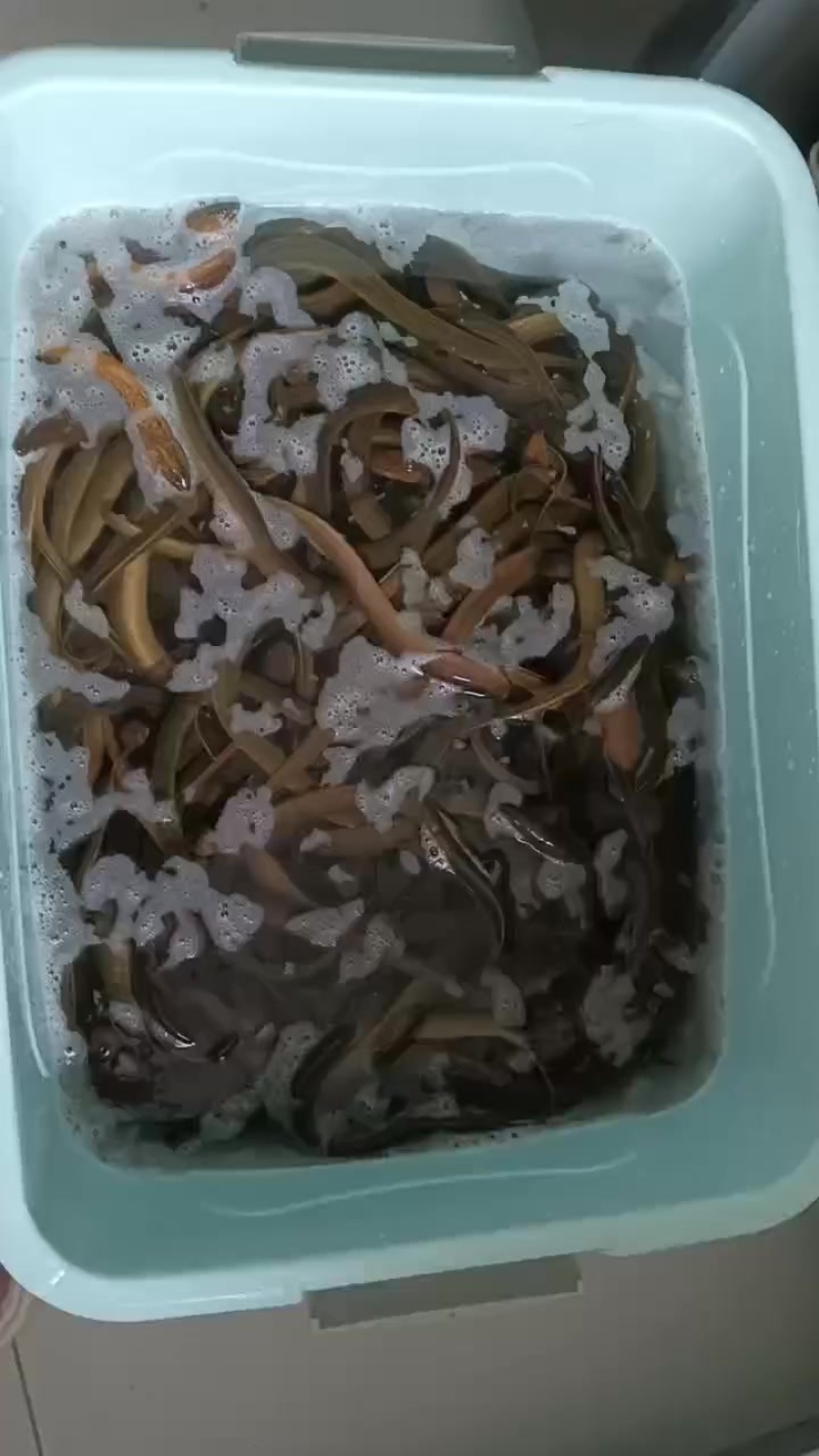 出售纯黄鳝，大小都有，自己逮的