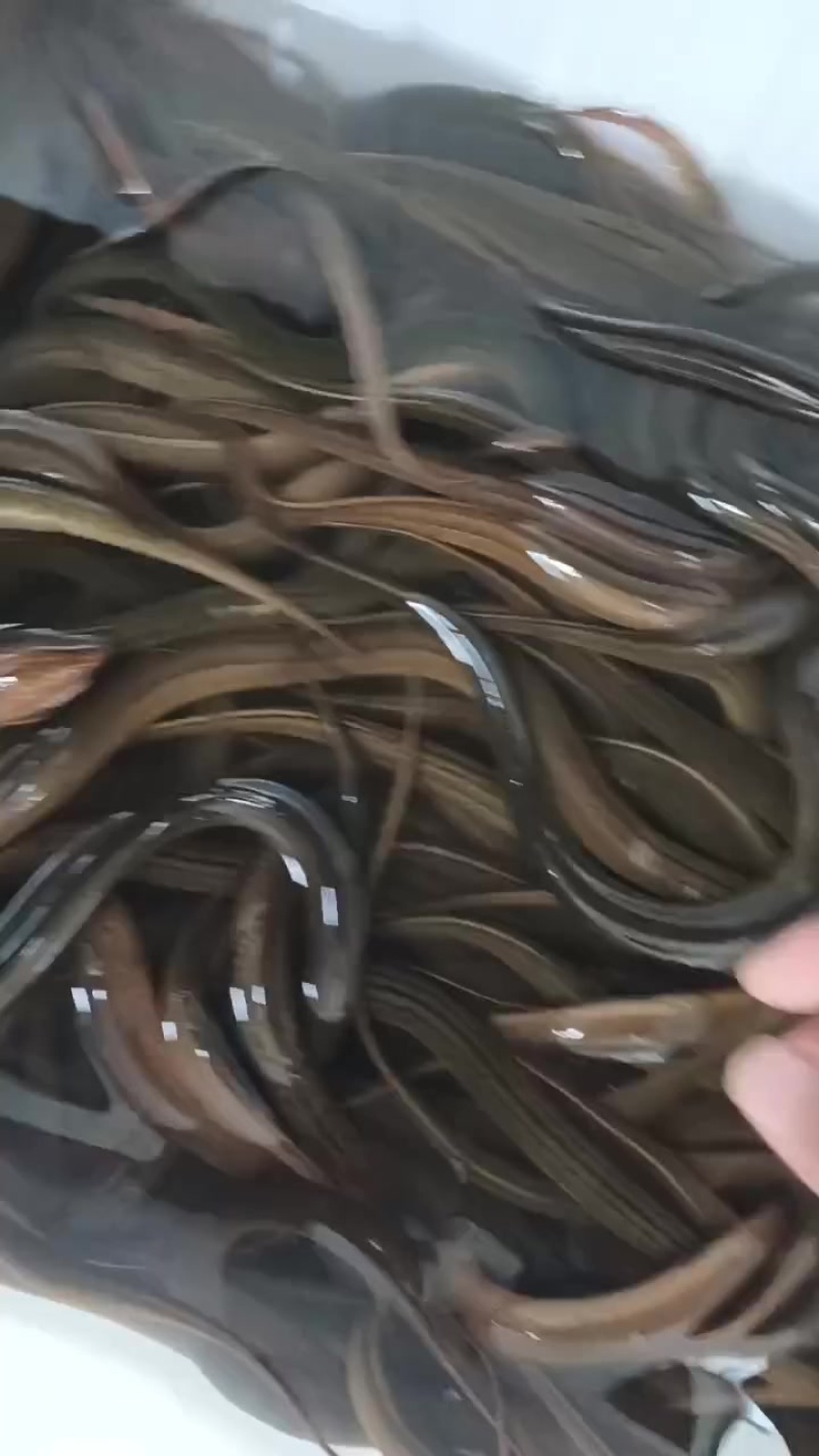 出售纯黄鳝，大小都有，自己逮的