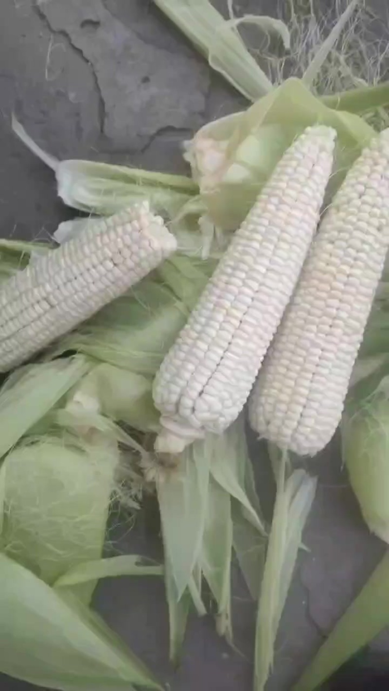 糯玉米，甜加糯207