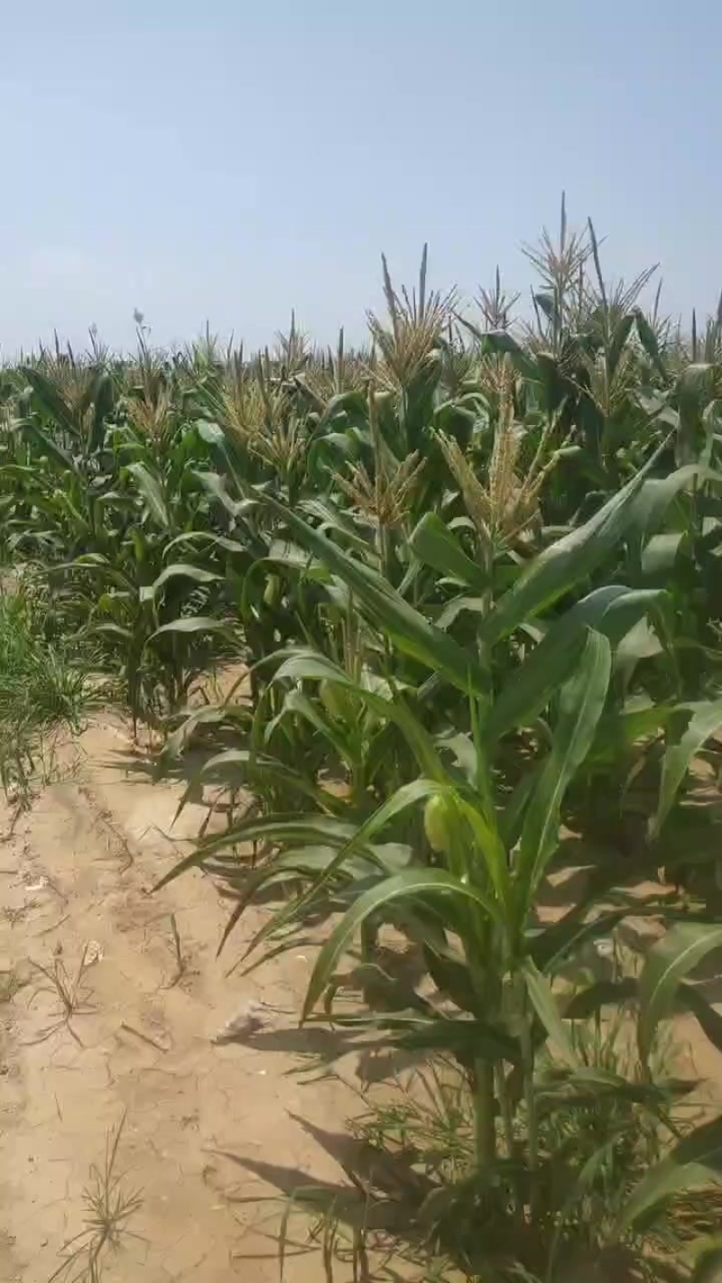 糯玉米，甜加糯207
