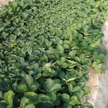 草莓苗基地