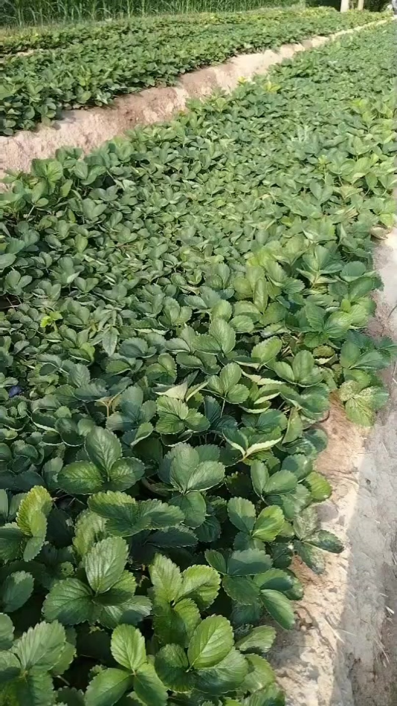 草莓苗基地