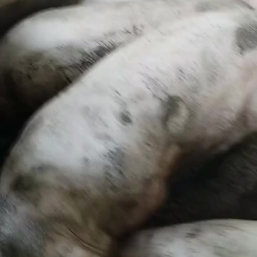 自家养猪场的猪，统货，品相好，膘肥体壮。