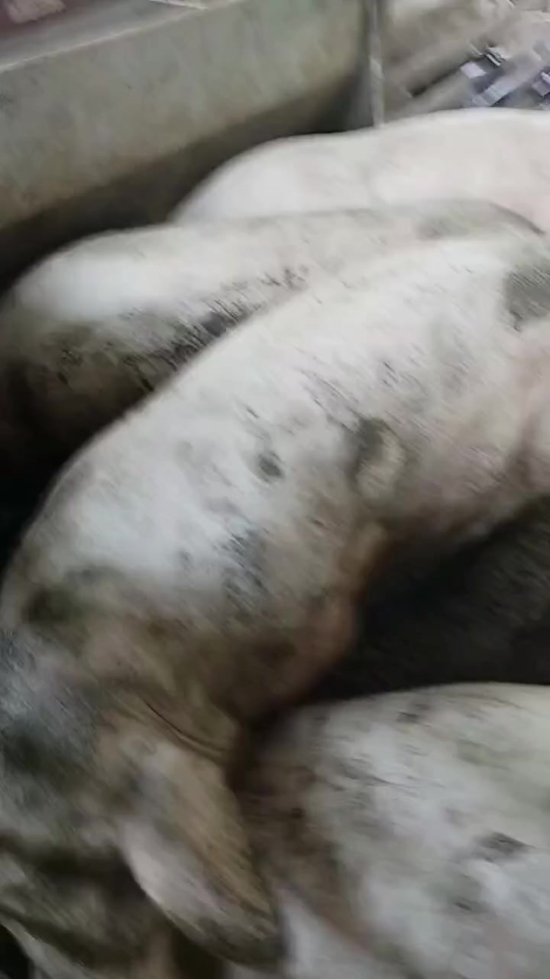 自家养猪场的猪，统货，品相好，膘肥体壮。