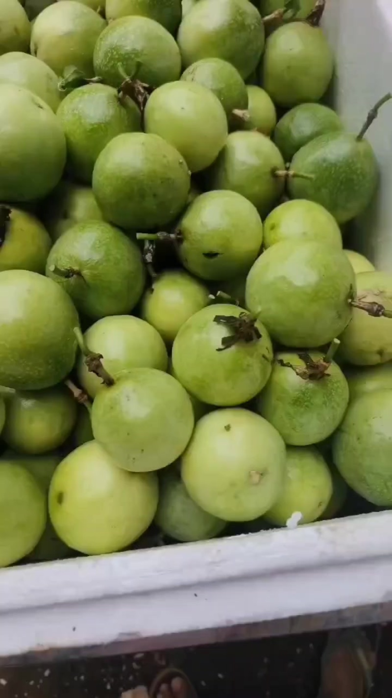 钦密9号百香果